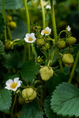 The small white flowers of a strawberry plant. Green leaves, with small unripe strawberries.