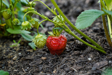 Single ripe, red strawberry with several green strawberries on the plant.