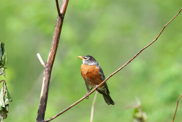 American Robin sleeping with eye closed