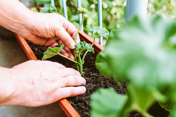 hands male gardener cultivate geranium plant in balcony box