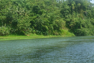 scene the edge of the lake is very calm, there are lots of flowering plants or just leaves. the atmosphere by the lake is very calm and peaceful.