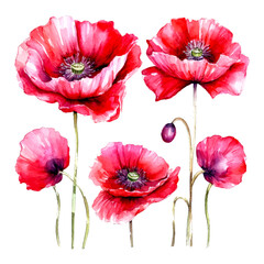 Obraz premium set of poppy flower watercolor