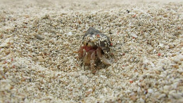 hermit crab on white sand beach are waking up and moving when they fell its safe enough. they hide on their shells when they feel threatened