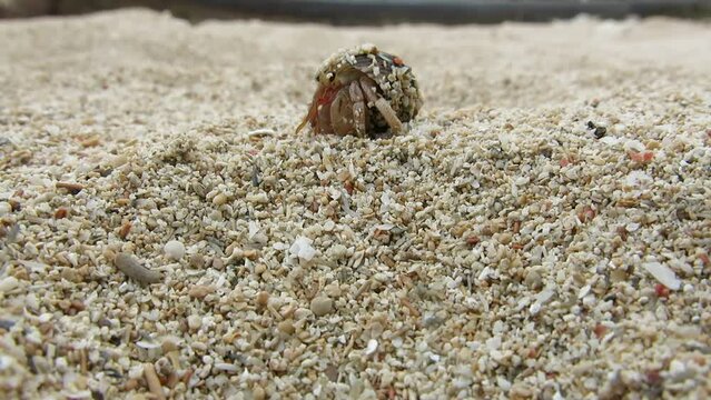 Hermit crab on white sand beach are waking up and moving when they fell its safe enough. they hide on their shells when they feel threatened