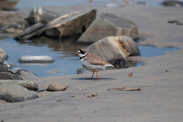 Semipalmated Plover among the beach rocks