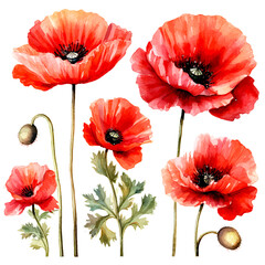 set of poppy flower watercolor