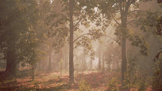 Rays of bursting sunlight in a misty forest
