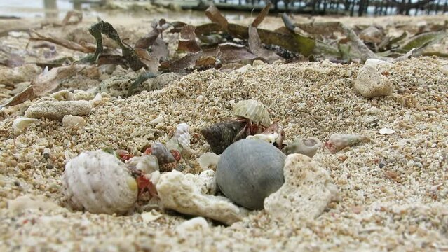 Group of hermit crabs on white sand beach are waking up and moving when they fell its safe enough. they hide on their shells when they feel threatened