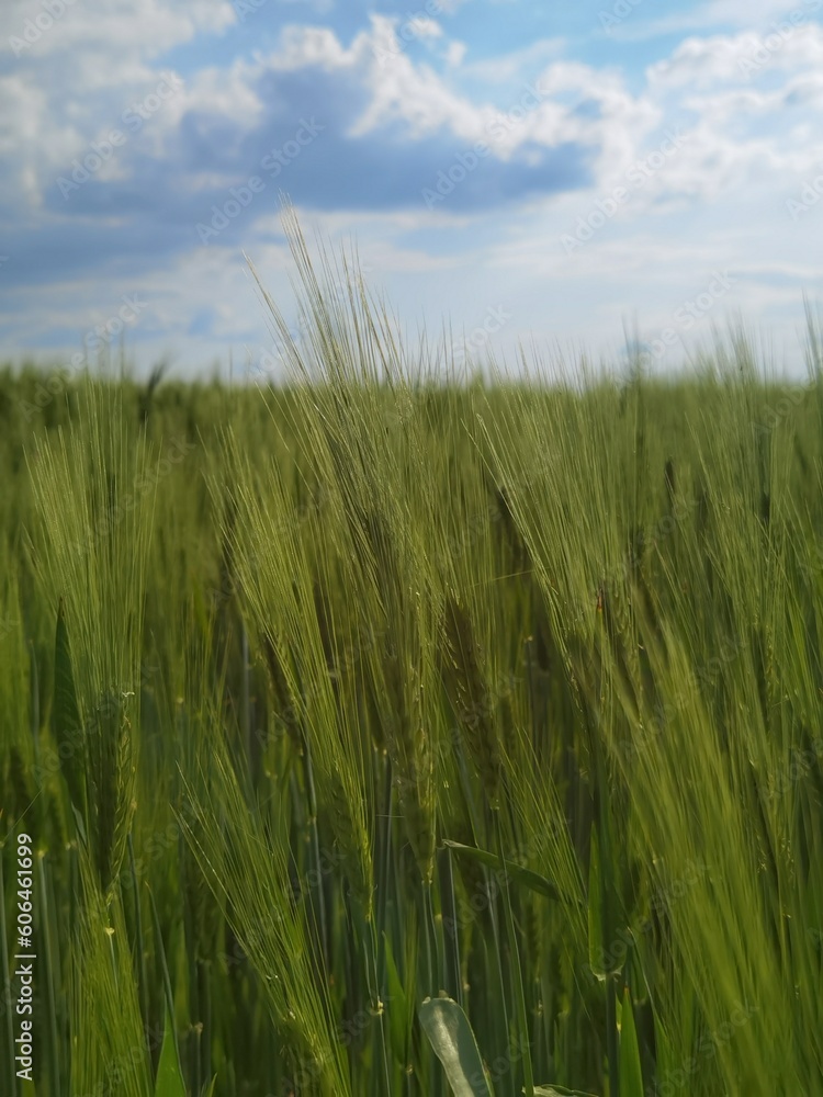 Wall mural field of wheat