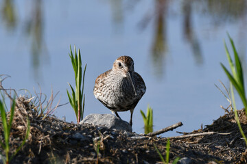 Dunlin shorebird in full breeding colors in a flooded field during migration