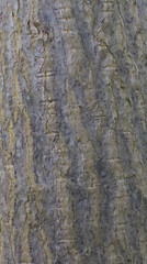 Details of the bark of pachira glabra