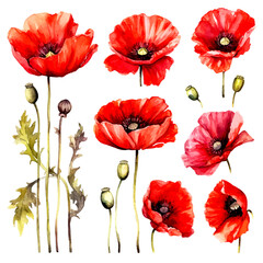 Obraz premium set of poppy flower watercolor