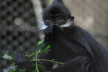 フランソワルトン