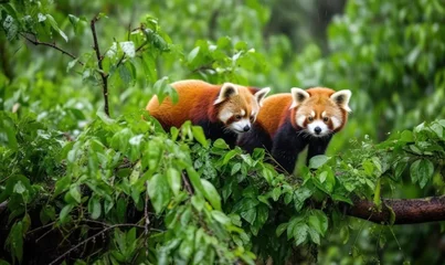 Foto op Plexiglas red panda in tree HD 8K wallpaper Stock Photography Photo Image © Ahmad