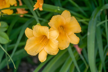 Daylily Growing In The Park In Summer