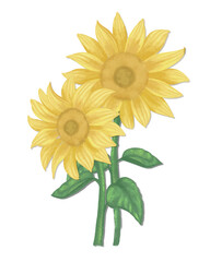 Naklejka premium sunflower isolated on white background