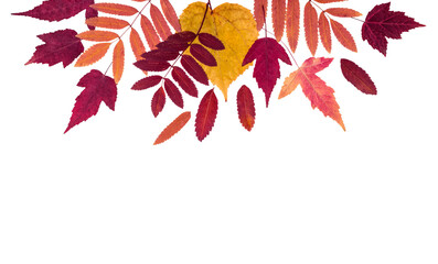 Colorful autumn leaves set cut out on a transparent background
