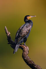 Cormorant - bird of prey