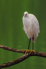 Little Egret