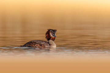 Great Crested Grebe swimming.
Another day of photography and another beautiful Great Crested Grebe swimming in the calm waters of the lake.