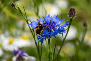 bee on lavender