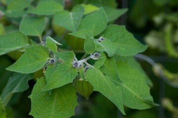 Green leaves of physalis in the garden