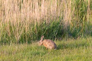 Hase, Feldhase vor dem Schilfgürtel.