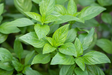 Close up of Sweet basil or Thai basil