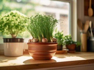 Fototapeta premium chives in a small terra cotta pot, surrounded by other herbs in a kitchen windowsill