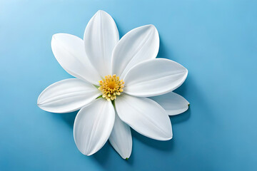 Top view, White magnolia head on sky blue background, flat lay