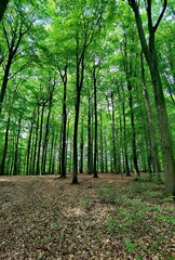 Photos of the forest 