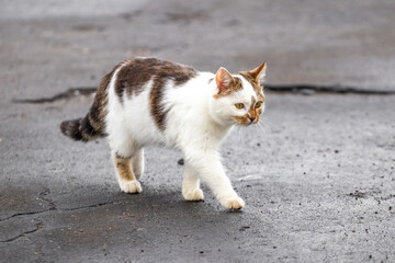 White spotted cat walking on dirty asphalt