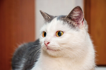 Portrait of a white spotted cat in a room