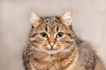 Fototapeta na wymiar Close-up of a brown striped cat on a blurred background