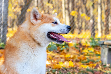 Naklejka na ściany i meble Portrait in profile close-up of an Akita dog
