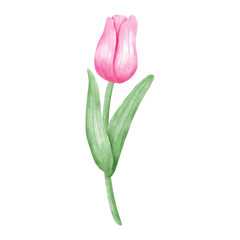 pink tulip isolated on white