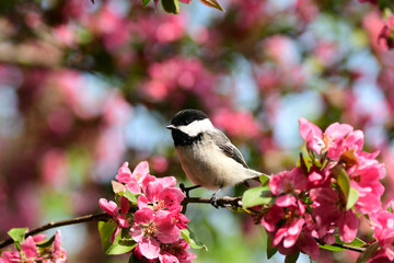 Spring scene of a Black Capped Chickadee sitting perched in a blooming crab apple tree