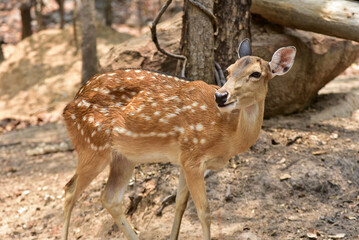 Naklejka na ściany i meble Female sika deer looking into camera cute wildlife concept Brown Deer, Animal, Zoo