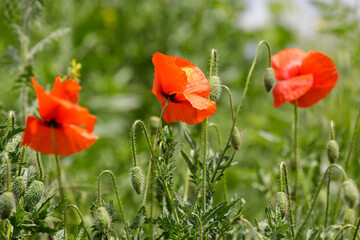Poppy flowers (Papaver rhoeas) on a field in Moldova
