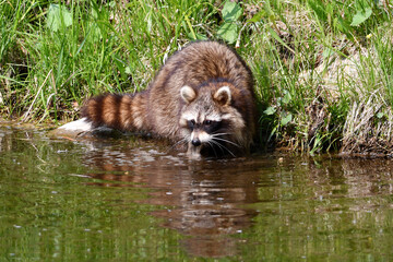 Naklejka na ściany i meble Summer scene of a Raccoon digging along the shoreline of a pond for food