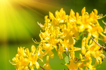 yellow rhododendron blooms in the Botanical garden