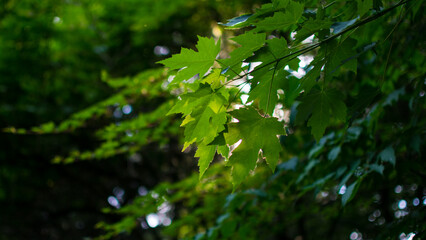 leaves in the forest