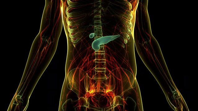 Human Internal Organs Pancreas with Gallbladder Anatomy Animation Concept