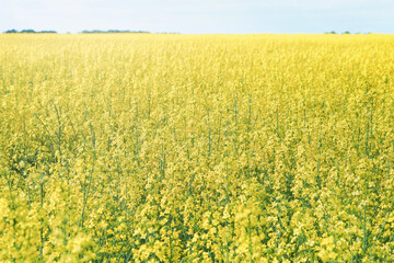 Blooming yellow rapeseed field. Agricultural field with rapeseed plants. Oilseed, canola, colza. Agriculture, biotechnology fuel food industry alternative energy environmental conservation Soft focus