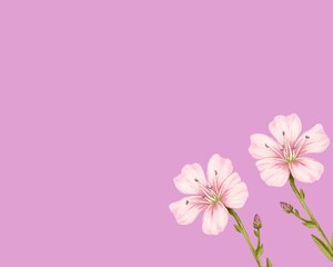 Fototapeta na wymiar Pink flowers with plain background