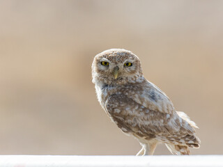 Little Owl with dreamy eyes against a sandy background