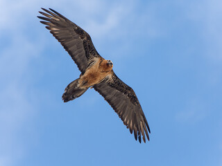 Bearded Vulture in flight against a blue sky
