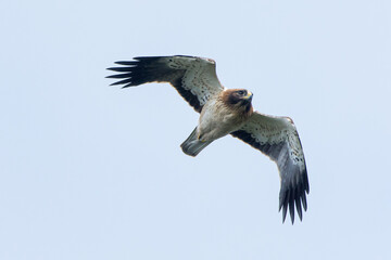 Booted Eagle against blue sky