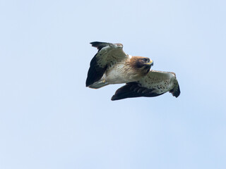 Booted eagle hunting against blue sky