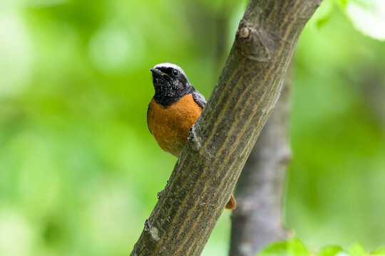 Common Redstart on a branch against the green